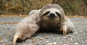 A sloth can take up to 30 days to digest a single leaf, the slowest recorded digestion of any mammal — its stomach stays so full that its abdominal contents can account for more than a third of its body weight, and it climbs down to relieve itself only about once a week