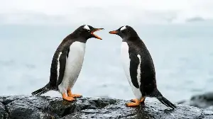 Australia Mass Vaccinates Penguins Against Bird Flu