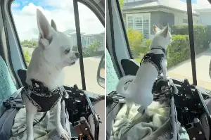 Owner Visits Parents After 6 Months Away, Tears at What Chihuahua Remembers