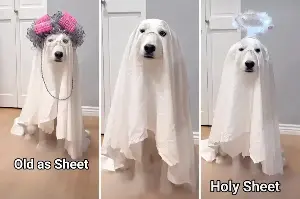 Dog owner wins Halloween with hilarious costume ideas: "Sheet you can be this Halloween"