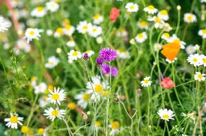 Every Designer Agrees Lawns Are Outdated — 5 No-Effort Plants That Create a 'Living Rug' for a Modern Garden