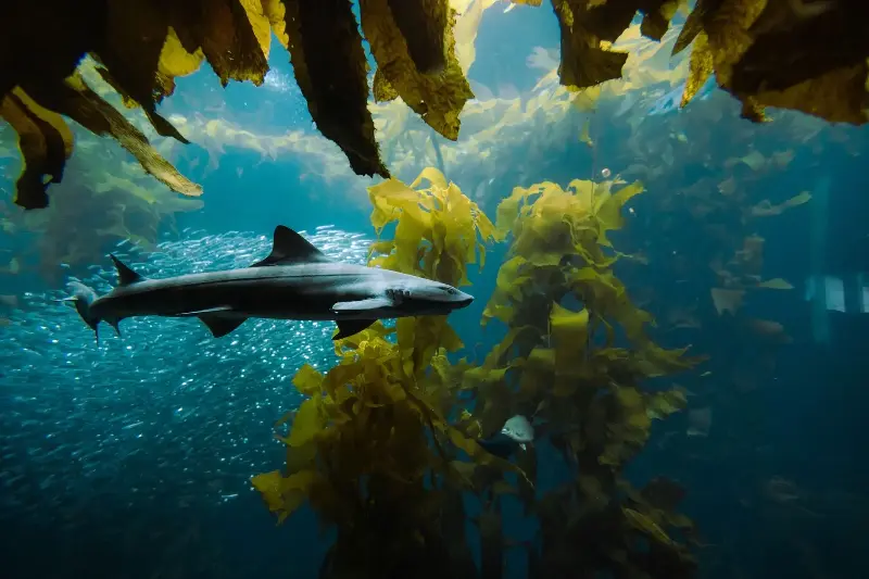 A shark swimming underwater among seaweed, representing a lineage some 450 million years old now under threat.