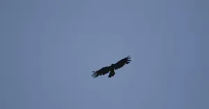 Black eagles and several new bird species discovered in Quang Tri Special Use Forest.