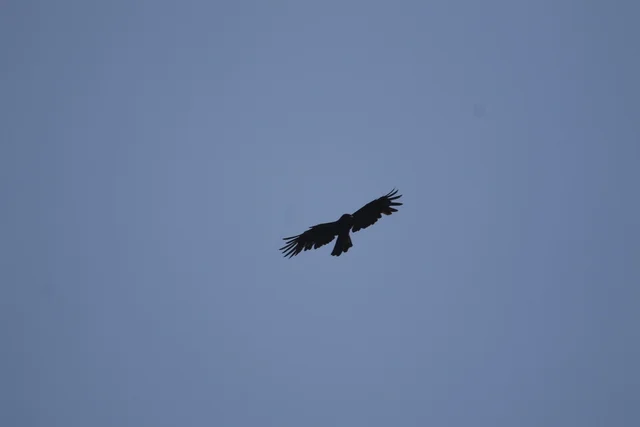 Black eagles and dozens of new bird species discovered in Quang Tri special-use forest - Photo 1.