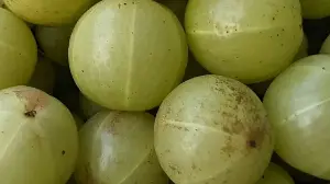 Fortis gastroenterologist shares 5 foods that women should add in their daily diet: Halim seeds, amla and more