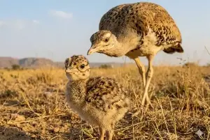 Newly-hatched rare Indian bustard chick gets 50-strong guard