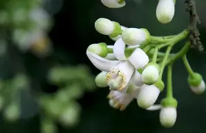 Pomelo blossoms from the garden