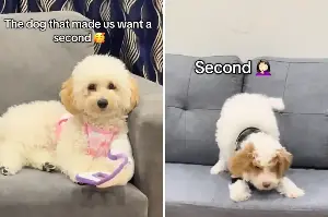 Owners of Calmest Goldendoodle Decide To Get Second Dog—Doesn’t Go To Plan