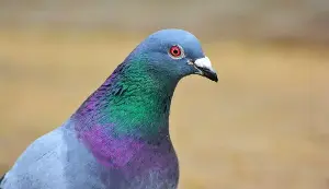 Pigeons' proposed inner-ear compass runs into a noise problem