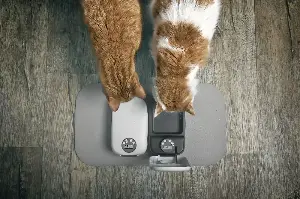 Eight Cats Hear Automatic Feeder Going Off, Hysterics at What Owner Films