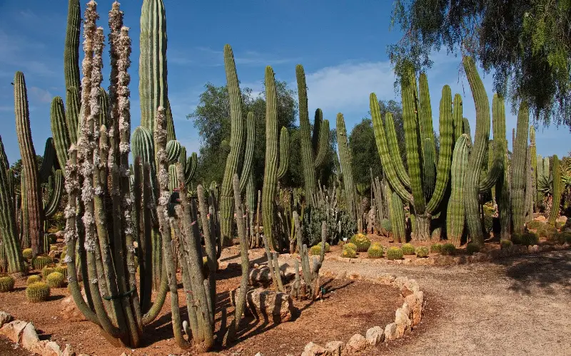 Botanicactus is a breathtakingly beautiful botanical garden - Getty Images