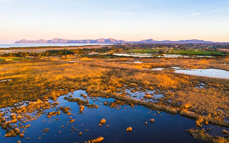 S’Albufera is the largest wetlands in the Balearic Islands - Westend61/Getty Images