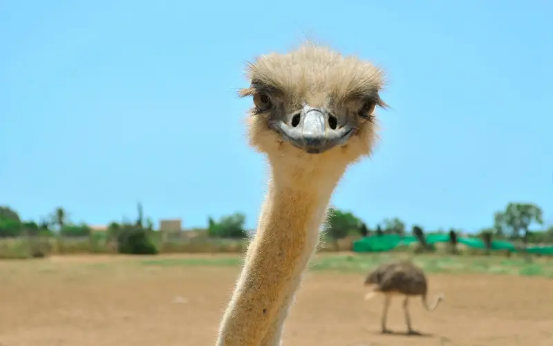 Meet ostriches at Artestruz - Anastasiia Magonova/Getty Images