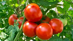 If Your Tomato Leaves Are Curling, Here’s How to Quickly Fix It to Keep Your Harvest Coming