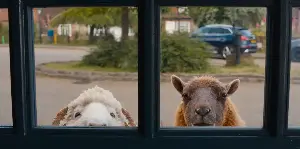 ‘The Sheep Detectives’ review: An enchanting film with moving messages