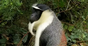 Masaya's surgery saved her foot