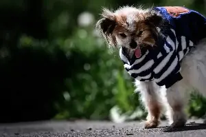 "World's oldest dog" has died aged 30: "You were our little grandpa baby"