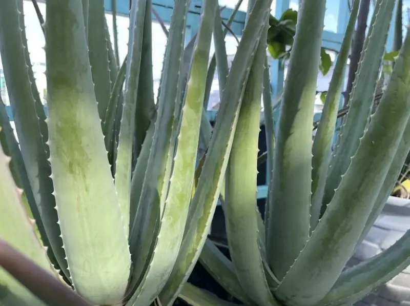 Aloe vera plant. Photo: tuoitre.vn