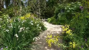 Birds and Butterflies Actually Love This One Weed You Keep Removing – Why Stinging Nettles Are the Secret to a Thriving Garden