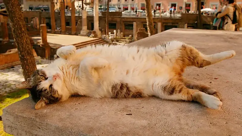 A cat showing its belly