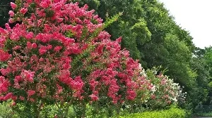 This is What Crepe Myrtle Needs in March – for Vigorous Summer Growth and Better Than Ever Blooms