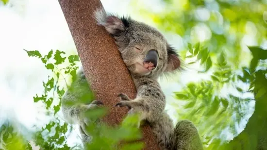 Koalas make up 9% of admissions at the Australia Zoo Wildlife Hospital, according to the hospital's figures for 2004 to 2024.