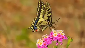 Yellow and black butterfly spiritual meaning: What this colorful butterfly may symbolise