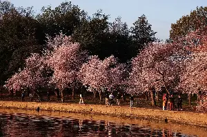 10 great cities to view cherry blossoms