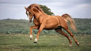 Rare Caucasian horse breed attracts renewed attention in Germany