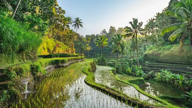 Rice Terrace Bali, Indonesia