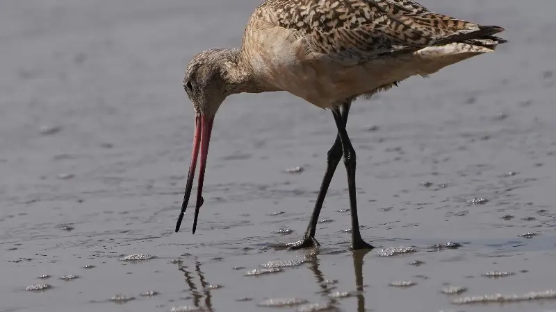 A marbled godwit foraging in wet sand at the shoreline