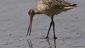 How does an animal weighing less than a chocolate bar fly 13,000 kilometres across the Pacific without landing, eating or sleeping?