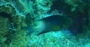 Fish respond to predator speed