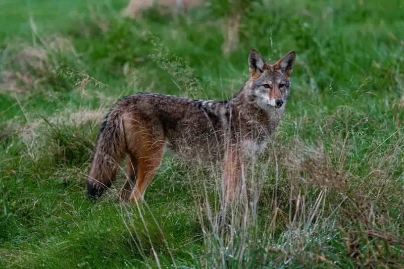 A study revealed urban coyotes in Seattle thrive due to abundant food and fewer natural predators. They adapt to human presence, leading to increased population density. While beneficial for controlling rabbit populations, their bold behavior poses risks for city residents, necessitating effective management strategies.