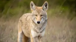 Why coyotes thrive in cities despite the risks: Scientists uncover what helps them survive
