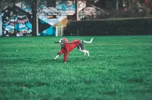A whippet can accelerate from a standstill to 56 kilometres per hour in just a few strides — not by running harder than other dogs, but by leaving the ground twice in every single stride
