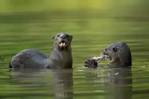 The otter population is growing in Singapore.