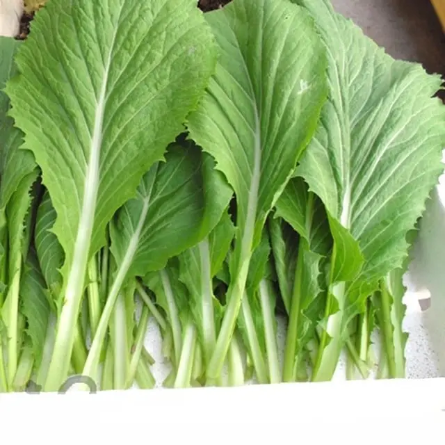 Người bị bệnh này không nên ăn cải xanh - Ảnh 2.