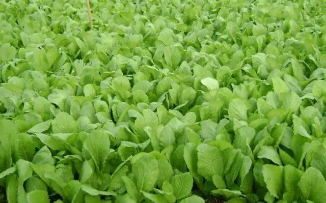 Người bị bệnh này không nên ăn cải xanh - Ảnh 1.