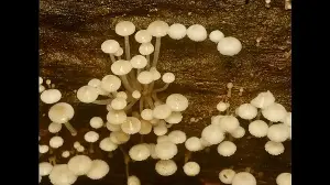 Dudhwa’s glowing fungi return with the monsoon