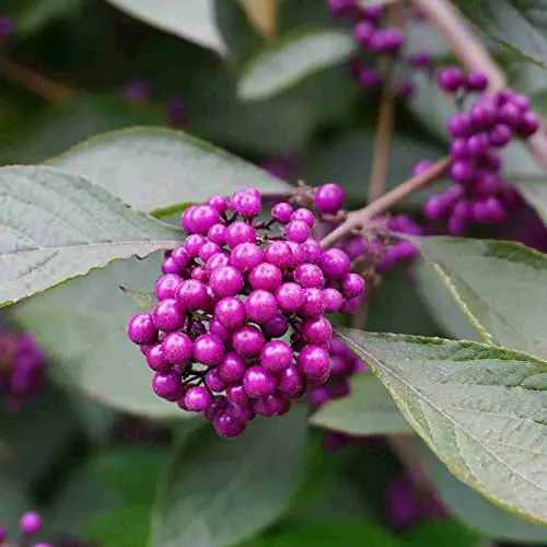 Beauty Berry Japanese Issai - Callicarpa Dichotoma -Live Plant- Wildlife Habitat - Purple Fruit Seed - 8-10 Inches Tall - 4 Inch Pot