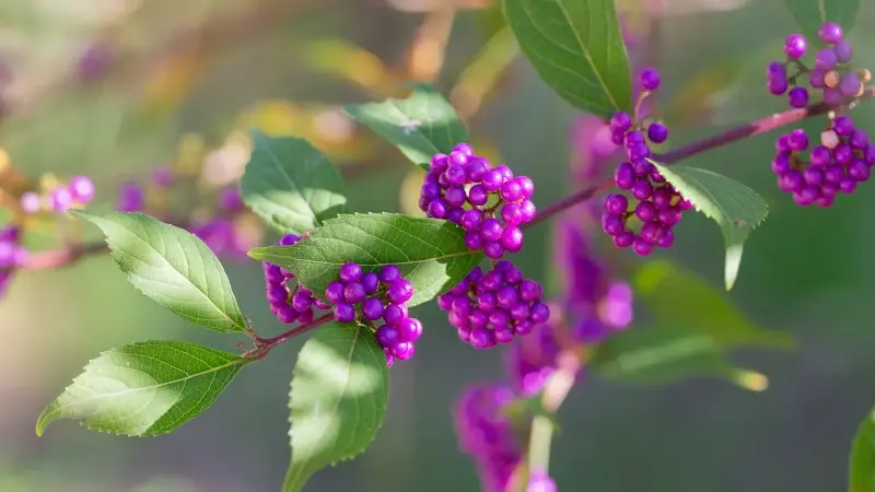 Beautyberry