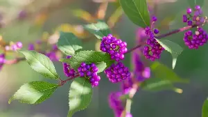 The Beguiling Plant to Grow Now for a Garden That Feeds Birds Through Fall