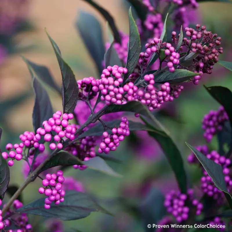 Pearl Glam® Beautyberry