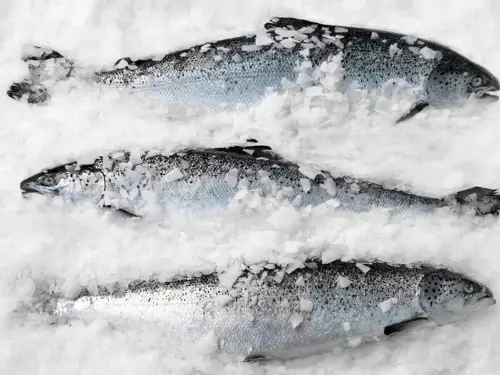 Riesgos de comprar pescado congelado y cómo evitarlos. FOTO: getty images
