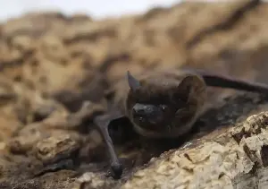 Don’t touch the bat! Officials in Colorado's Jefferson County warn of rabies exposure