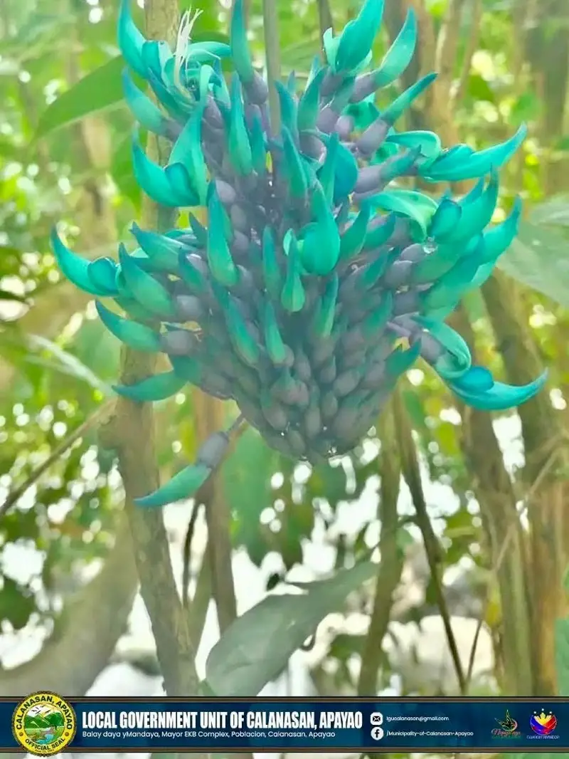 Tayabak Jade Vine Apayao Strongylodon macrobotrys