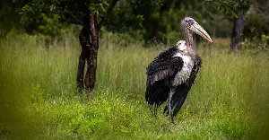 Cambodia unexpectedly ranks number 1 in the world for natural environment in 2026.