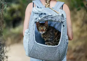 'It's a cat on a leash!' Why so many LA people walk their feline friends