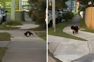 Owner Takes Bernese Mountain Dog on Walk but There’s One Big Problem